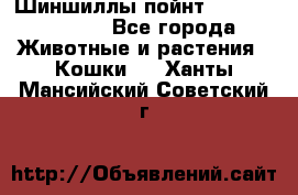 Шиншиллы пойнт ns1133,ny1133. - Все города Животные и растения » Кошки   . Ханты-Мансийский,Советский г.